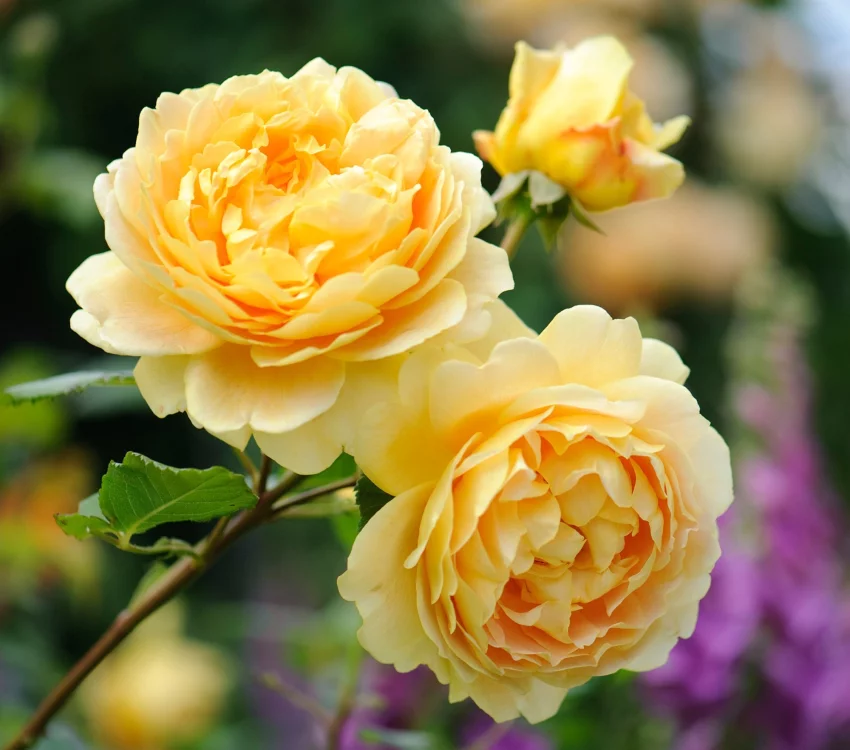 Rosier GOLDEN CELEBRATION ® Ausgold - Rosiers anglais