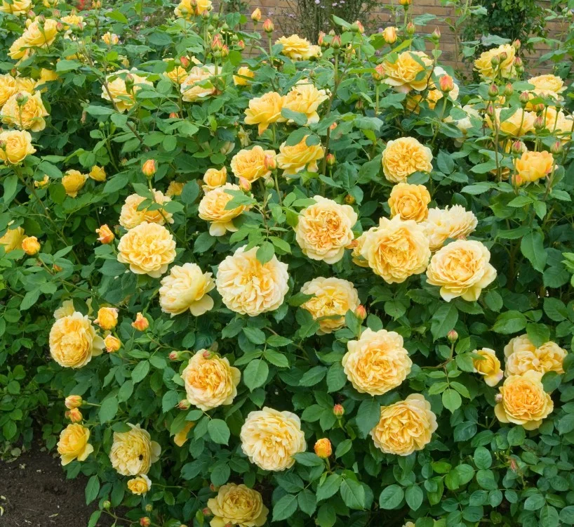 Rosier GOLDEN CELEBRATION ® Ausgold - Rosiers anglais