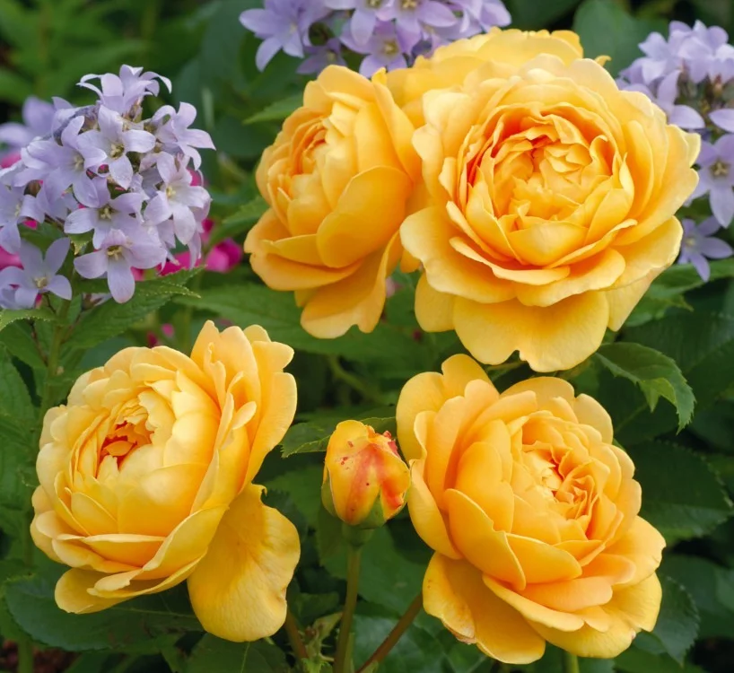 Rosier GOLDEN CELEBRATION ® Ausgold - Rosiers anglais