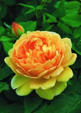 Rosier GOLDEN CELEBRATION ® Ausgold