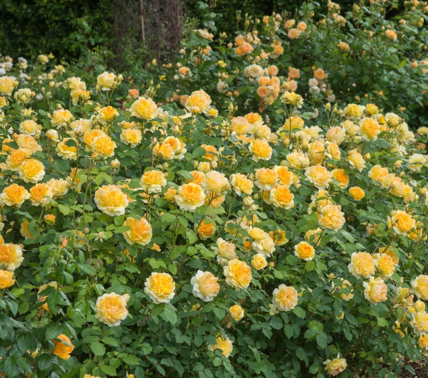 Rosier MOLINEUX ® Ausgold - Rosiers anglais