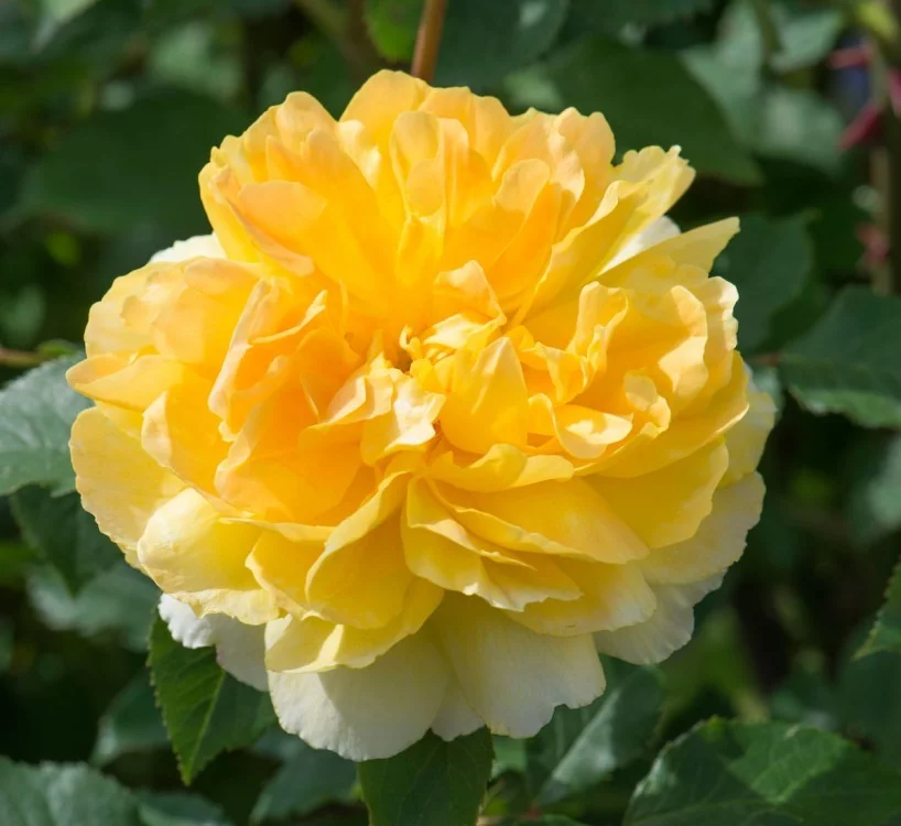 Rosier MOLINEUX ® Ausgold - Rosiers anglais