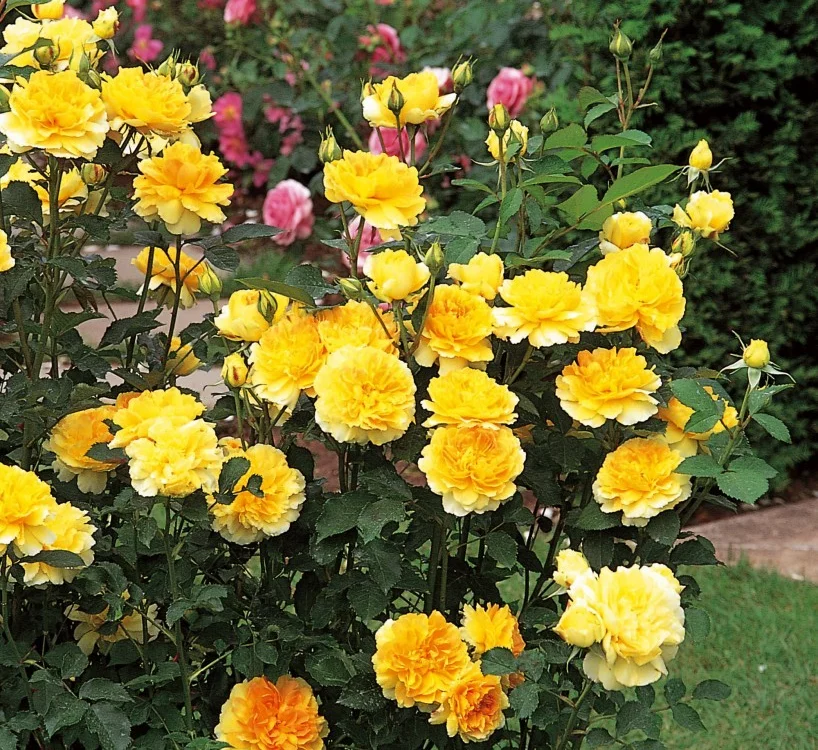 Rosier MOLINEUX ® Ausgold - Rosiers anglais