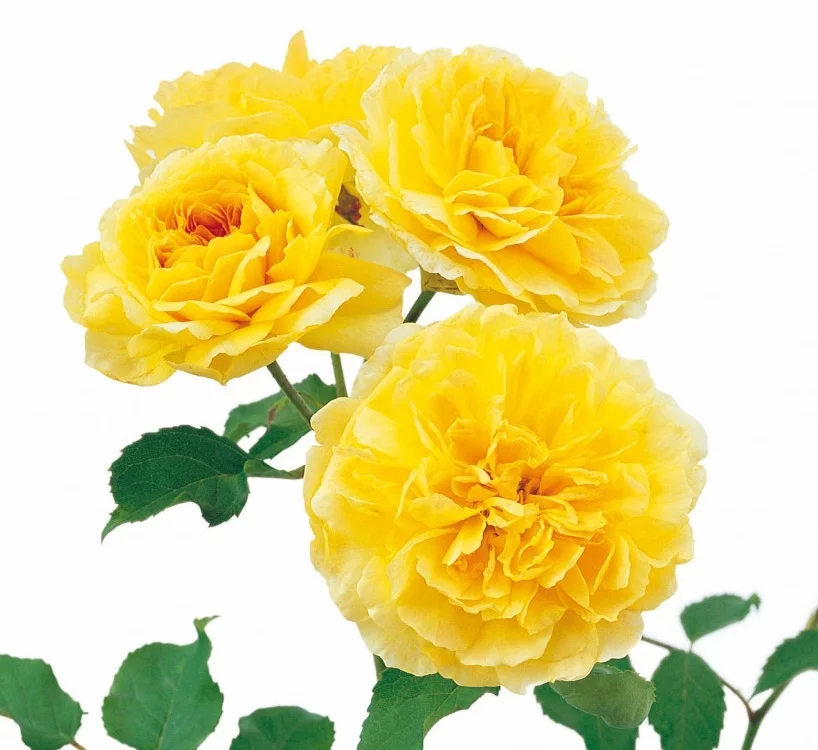 Rosier MOLINEUX ® Ausgold - Rosiers anglais