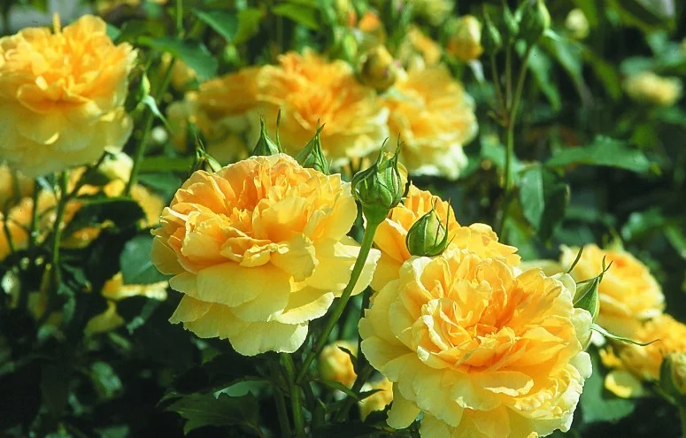 Rosier MOLINEUX ® Ausgold