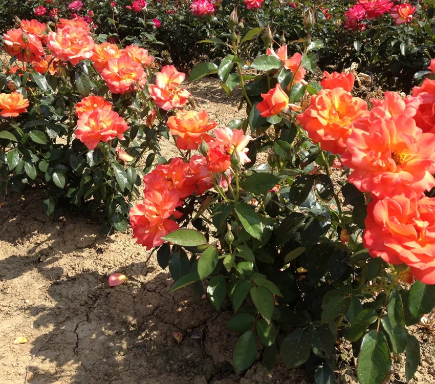 Rosier Fellowship ® Harwelcome - Rosiers à massifs