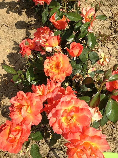 Rosier Fellowship ® Harwelcome - Rosiers à massifs