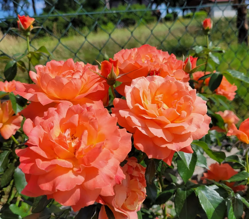 Rosier Fellowship ® Harwelcome