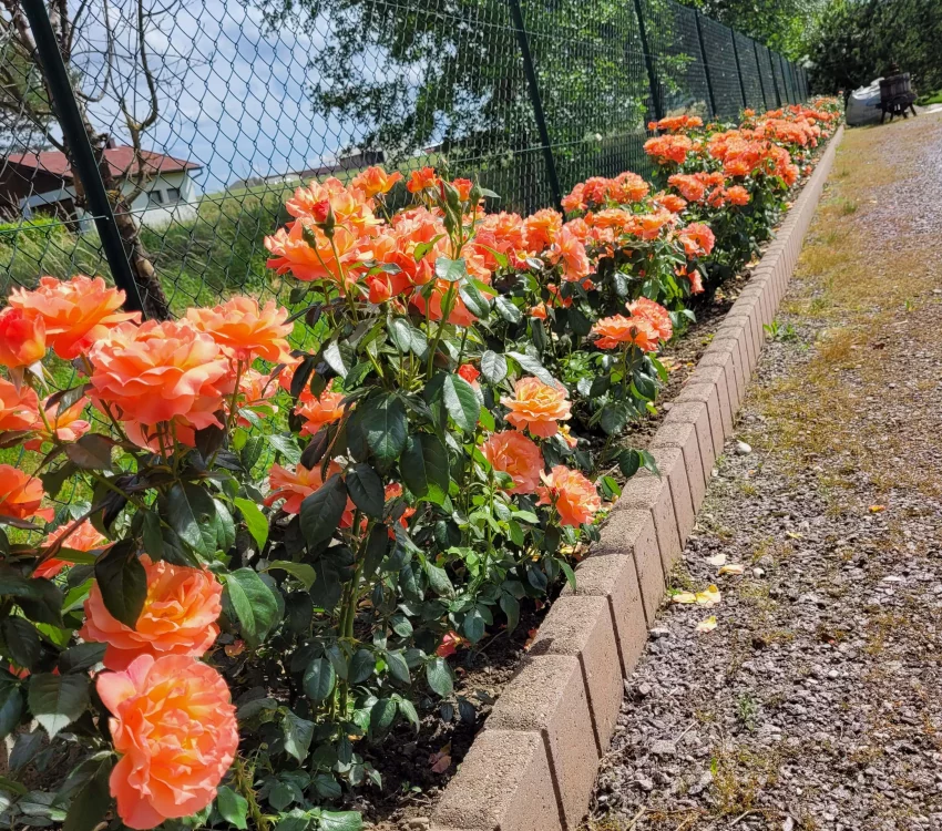 Rosier Fellowship ® Harwelcome - Rosiers à massifs