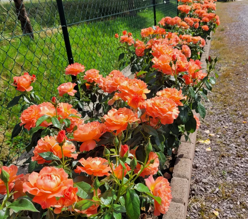Rosier Fellowship ® Harwelcome - Rosiers à massifs