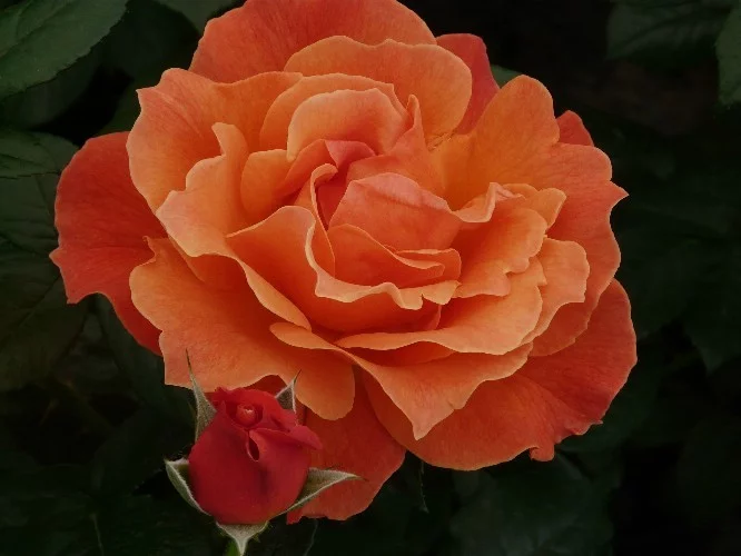 Rosier Fellowship ® Harwelcome - Rosiers à massifs