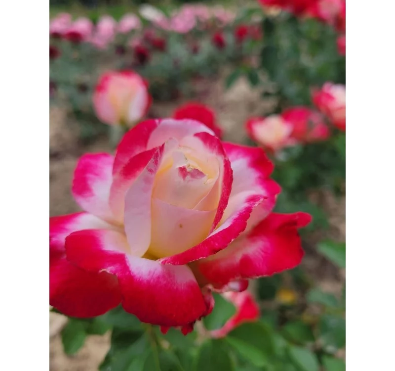Rosier Andeli synonyme Double Delight - Rosiers à grandes fleurs