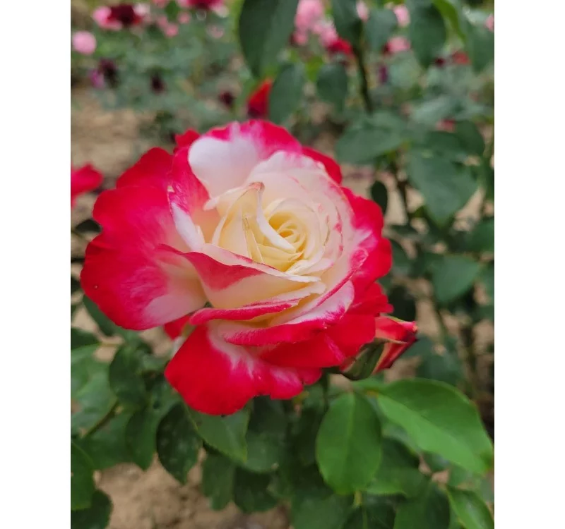 Rosier Andeli synonyme Double Delight - Rosiers à grandes fleurs
