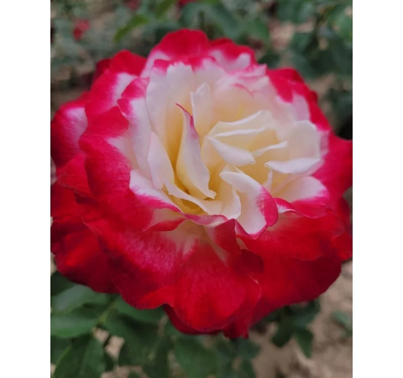 Rosier Andeli synonyme Double Delight - Rosiers à grandes fleurs
