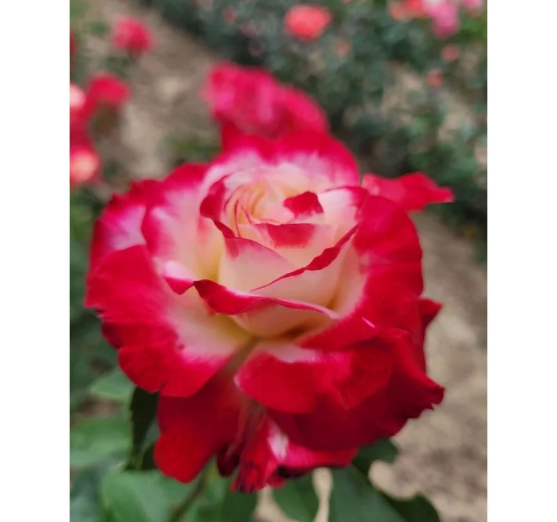 Rosier Andeli synonyme Double Delight - Rosiers à grandes fleurs