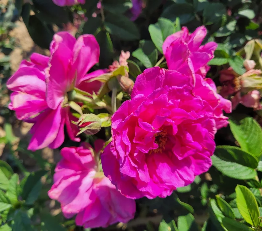 Rosier Pierrette Rugosa