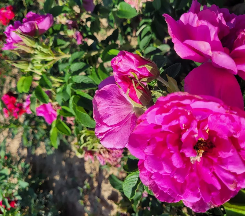 Rosier Pierrette Rugosa - Rosiers paysagers