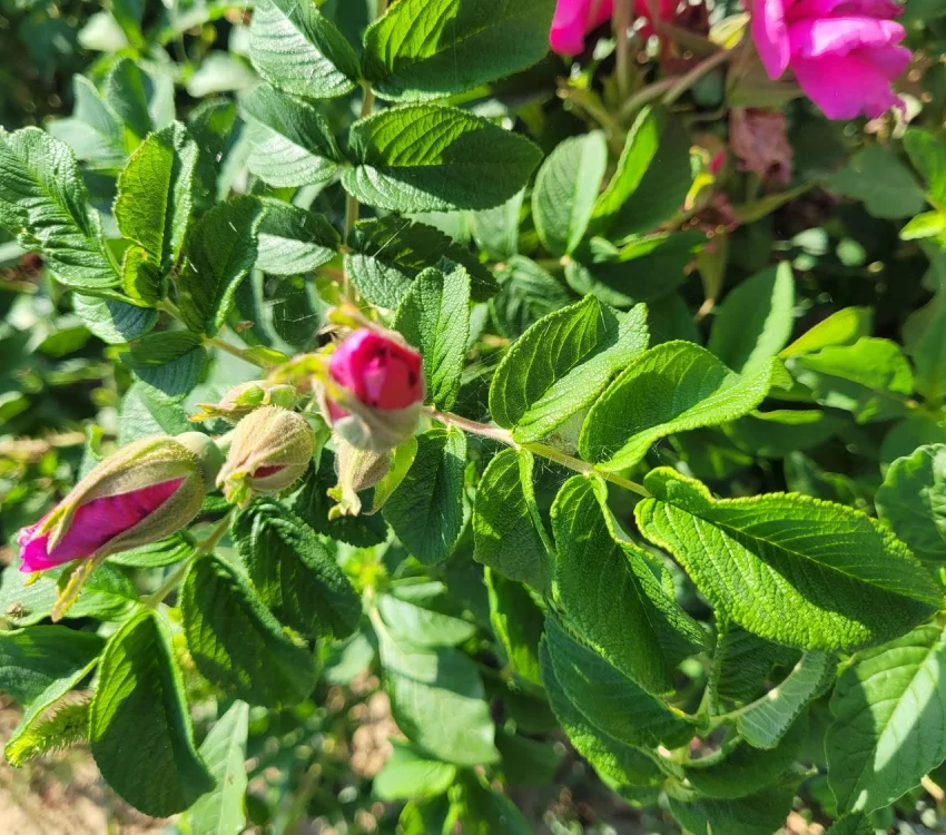 Rosier Pierrette Rugosa - Rosiers paysagers