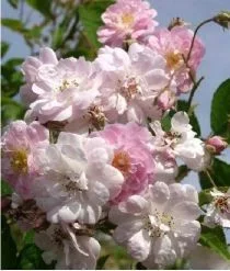 Rosier Paul's Himalayan Musk