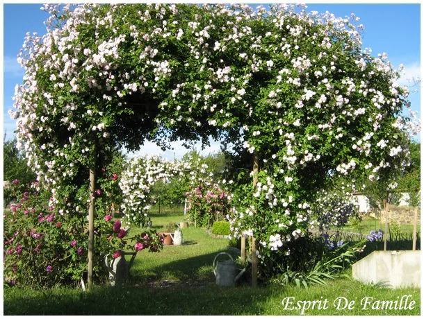 Rosier Paul's Himalayan Musk - Rosiers lianes (grimpants)