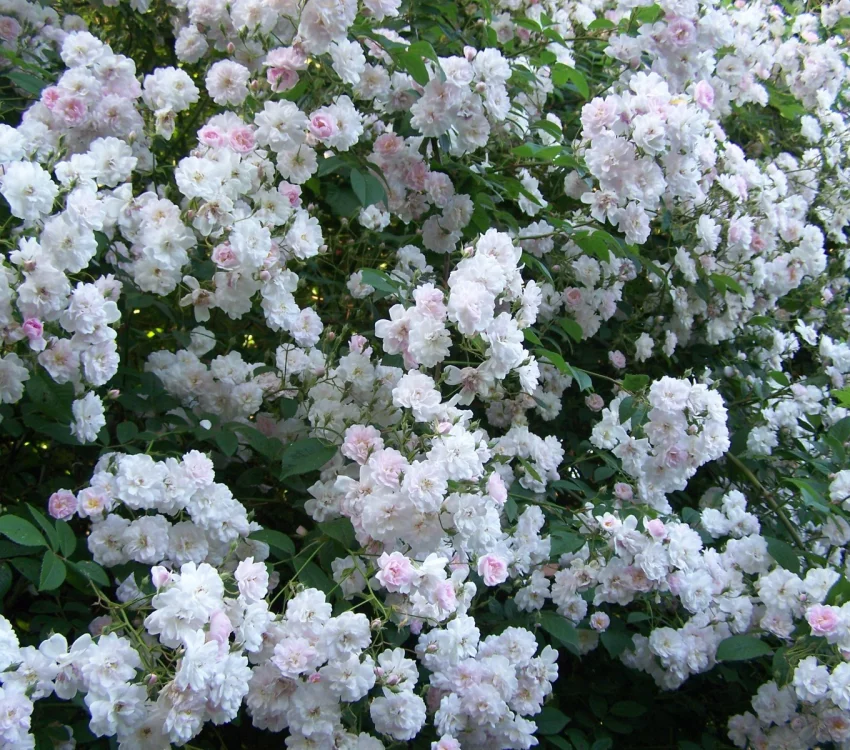 Rosier Paul's Himalayan Musk - Rosiers lianes (grimpants)