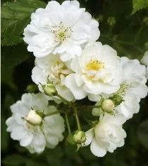Rosier Guirlande d'Amour - Rosiers lianes (grimpants)