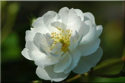 Rosier Guirlande d'Amour