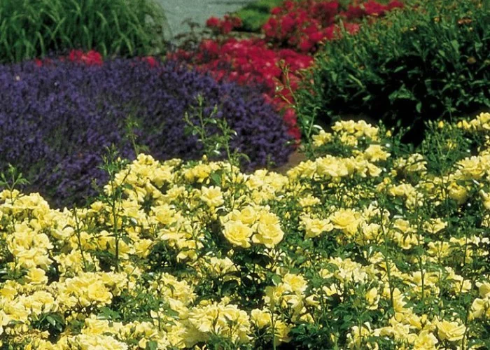 Rosier Suneva ® Noalesa - Décorosiers
