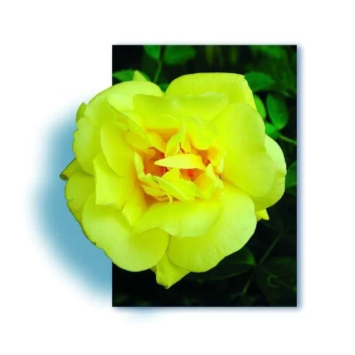 Rosier Suneva ® Noalesa - Décorosiers
