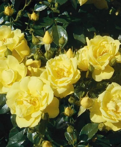 Rosier Suneva ® Noalesa - Décorosiers