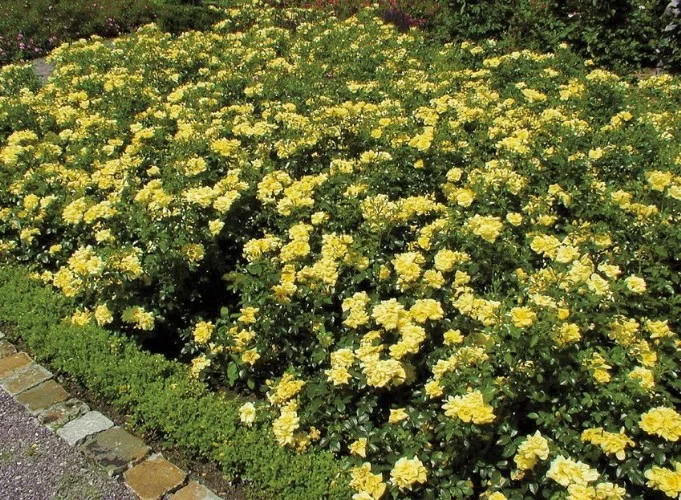 Rosier Suneva ® Noalesa
