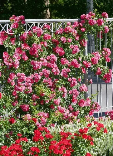 Rosier EMERA® Noa907500 - Rosiers grimpants
