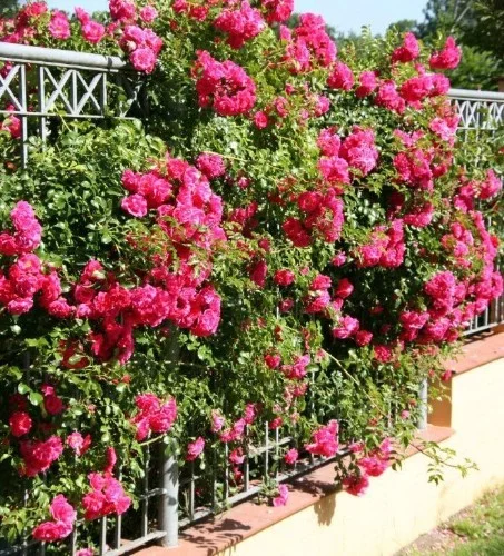 Rosier EMERA® Noa907500 - Rosiers grimpants