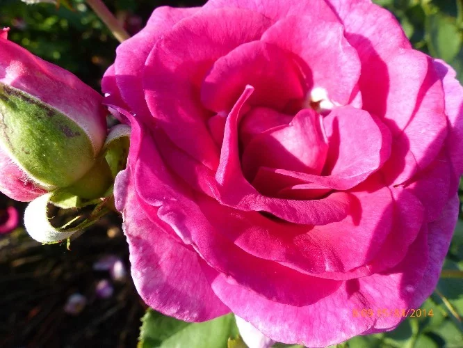 Rosier VIOLETTE PARFUMEE® Dorient - Rosiers à grandes fleurs