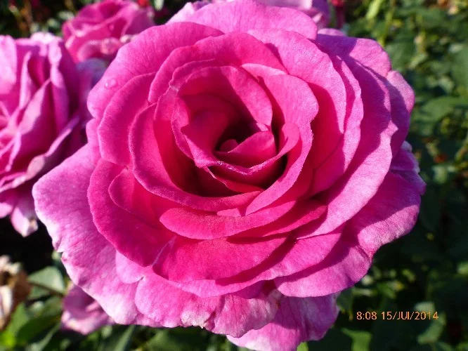 Rosier VIOLETTE PARFUMEE® Dorient - Rosiers à grandes fleurs