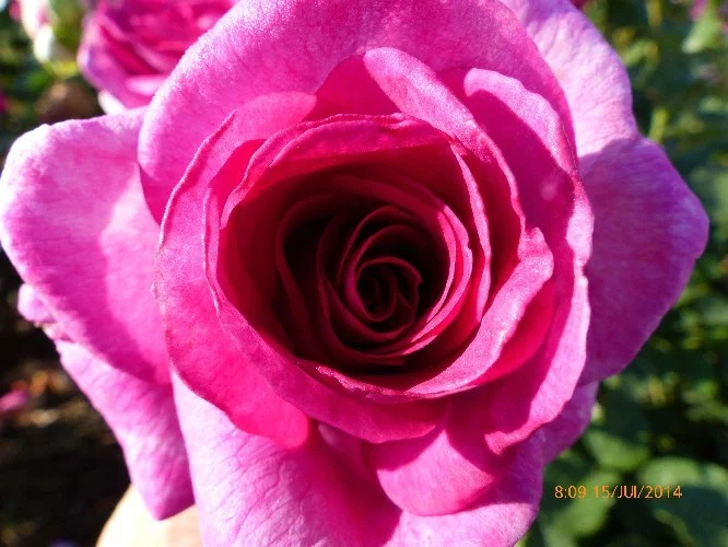 Rosier VIOLETTE PARFUMEE® Dorient - Rosiers à grandes fleurs