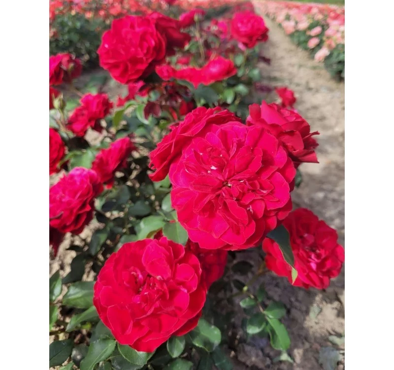 Rosier Mona Lisa® Meilyxir - Rosiers à massifs