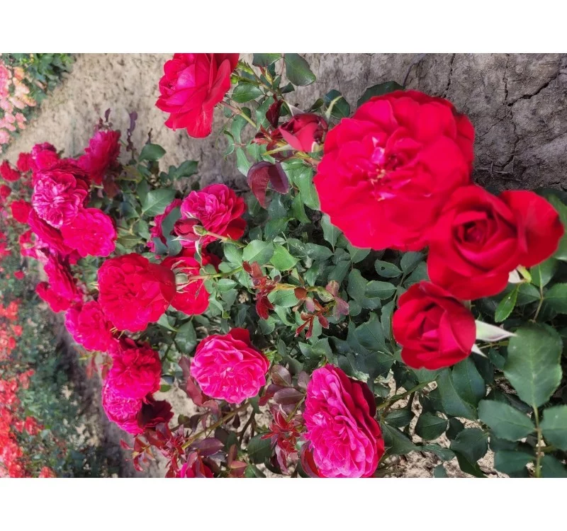 Rosier Mona Lisa® Meilyxir - Rosiers à massifs