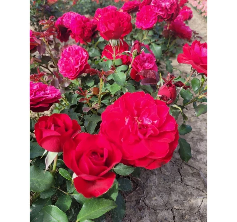 Rosier Mona Lisa® Meilyxir - Rosiers à massifs
