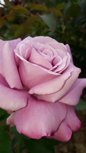 Rosier Charles De Gaulle® Meilanein - Rosiers à grandes fleurs