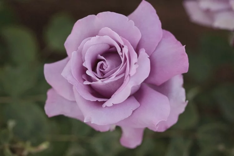 Rosier Charles De Gaulle® Meilanein