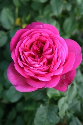 Rosier Parfum De Honfleur® Tan04179 - Rosiers à grandes fleurs