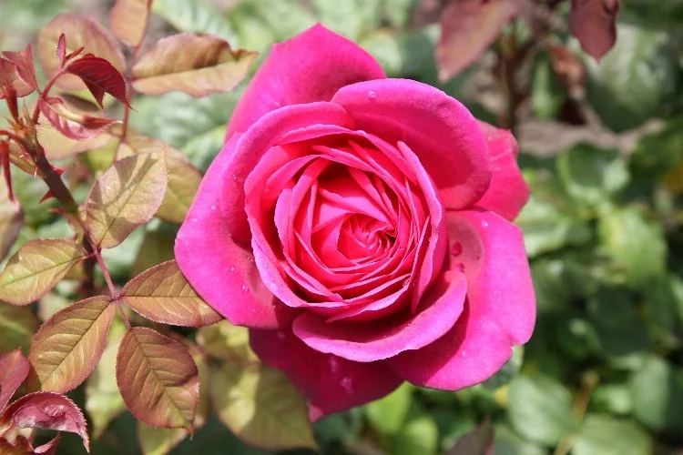 Rosier Parfum De Honfleur® Tan04179 - Rosiers à grandes fleurs