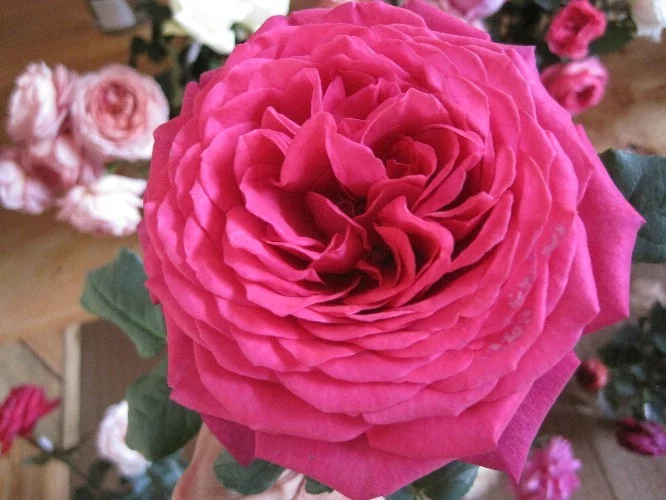 Rosier Parfum De Honfleur® Tan04179 - Rosiers à grandes fleurs