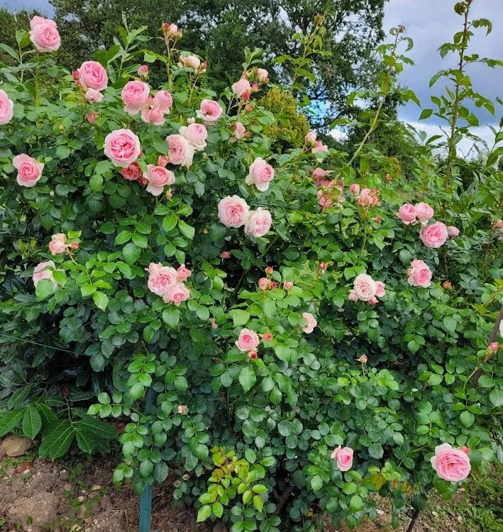 Rosier l'Alhambra® Tan97289 - Rosiers grimpants