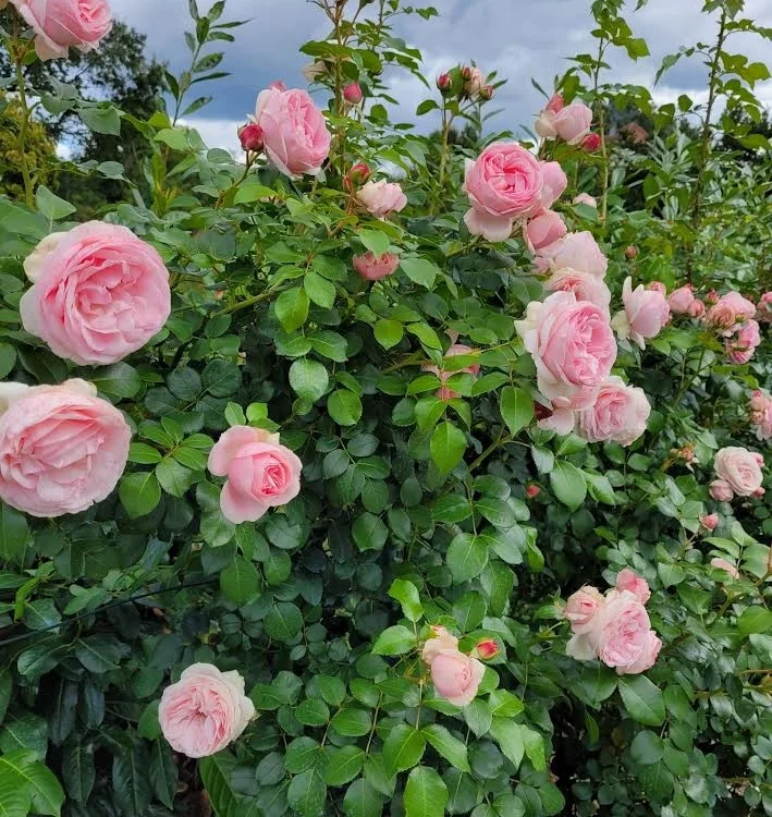 Rosier l'Alhambra® Tan97289 - Rosiers grimpants