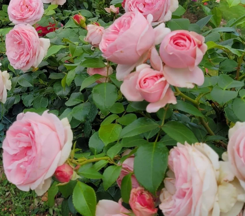 Rosier l'Alhambra® Tan97289