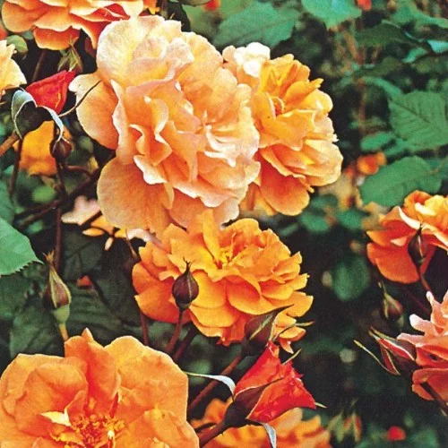 Rosier Westerland