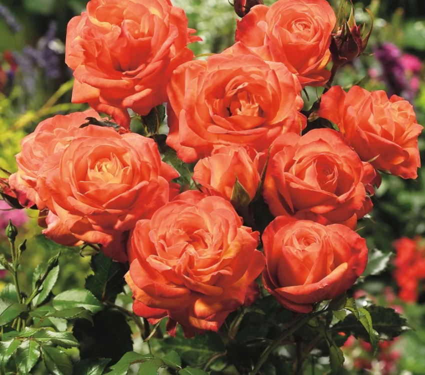 Rosier Orange Sensation - Rosiers à massifs