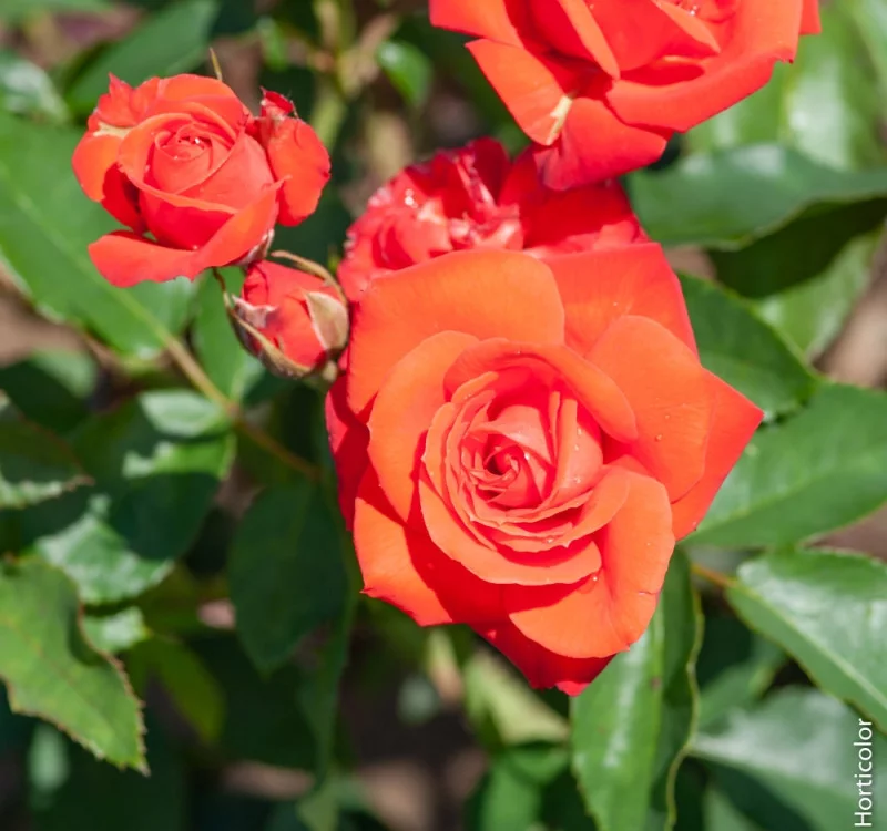 Rosier Orange Sensation - Rosiers à massifs